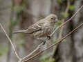 House Finch - Cheatham Dam Recreation Area North, Cheatham, Tennessee, Feb 20, 2023