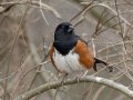 Eastern Towhee - Cheatham Dam Recreation Area North, Cheatham County, Tennessee, Feb 20, 2023