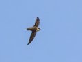 Chimney Swift - Dunbar Cave SP,  Montgomery County, Clarksville, Tennessee, April 26, 2023