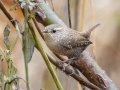 Winter Wren - Dunbar Cave State Park, Clarksville, Montgomery County, Nov 21, 2023