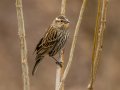 Red-winged Blackbird - Yard Birds - Montgomery County, Clarksville, TN, Feb 26, 2023