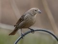 Brown-headed Blackbird- Yard Birds - Montgomery County, Clarksville, TN, Feb 26, 2023