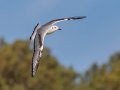 Bonaparte's Gull (juvenile) - Paris Landing SP - Campground - Henry County, TN, Jan 15, 2023