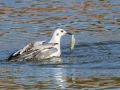Bonaparte's Gull (juvenile) - Paris Landing SP - Campground - Henry County, TN, Jan 15, 2023