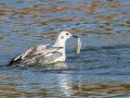 Bonaparte's Gull (juvenile) - Paris Landing SP - Campground - Henry County, TN, Jan 15, 2023