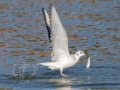 Bonaparte's Gull (juvenile) - Paris Landing SP - Campground - Henry County, TN, Jan 15, 2023