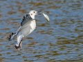 Bonaparte's Gull (juvenile) - Paris Landing SP - Campground - Henry County, TN, Jan 15, 2023