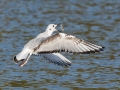 Bonaparte's Gull (juvenile) - Paris Landing SP - Campground - Henry County, TN, Jan 15, 2023