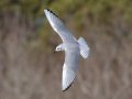 Bonaparte's Gull (adult) - Paris Landing SP - Campground - Henry County, TN, Jan 15, 2023