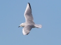 Bonaparte's Gull (adult) - Paris Landing SP - Campground - Henry County, TN, Jan 15, 2023