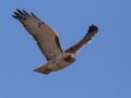 Red-tailed Hawk - Hop-In Refuge, Obion, Tennessee, Jan 15, 2023
