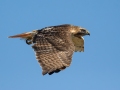 Red-tailed Hawk - Hop-In Refuge, Obion County, Tennessee, Jan 15, 2023