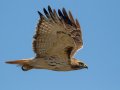 Red-tailed Hawk - Hop-In Refuge, Obion County, Tennessee, Jan 15, 2023