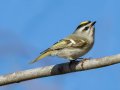 Golden-crowned Kinglet - C. M. Gooch WMA--Unit A, Obion, Tennessee, Jan 15, 2023