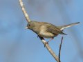 Dark-eyed Junco - C. M. Gooch WMA--Unit A, Obion, Tennessee, Jan 15, 2023