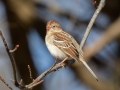Field Sparrow - C. M. Gooch WMA--Unit A, Obion County, Tennessee, Jan 15, 2023