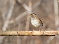 White-throated Sparrow - C. M. Gooch WMA--Unit A, Obion County, Tennessee, Jan 15, 2023