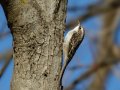 Brown Creeper - C. M. Gooch WMA--Unit A, Obion County, Tennessee, Jan 15, 2023