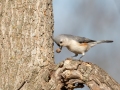 Tufted Titmouse - C. M. Gooch WMA--Unit A, Obion County, Tennessee, Jan 15, 2023