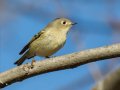 Ruby-crowned Kinglet - C. M. Gooch WMA--Unit A, Obion, Tennessee, Jan 15, 2023