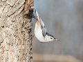 White-breasted Nuthatch - C. M. Gooch WMA--Unit A, Obion County, Tennessee, Jan 15, 2023