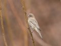 House Finch - Yard Birds - Clarksville - Montgomery County, Tennessee, Jan 16, 2023