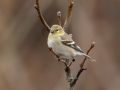 American Goldfinch - Yard Birds - Clarksville - Montgomery County, Tennessee, Jan 16, 2023