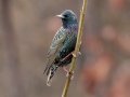 European Starling - Yard Birds - Clarksville - Montgomery County, Tennessee, Jan 16, 2023
