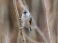 Tufted Titmouse - Yard Birds - Clarksville - Montgomery County, Tennessee, Jan 16, 2023