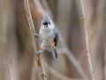 Tufted Titmouse - Yard Birds - Clarksville - Montgomery County, Tennessee, Jan 16, 2023