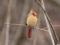 Northern Cardinal - Yard Birds - Clarksville - Montgomery County, Tennessee, Jan 16, 2023