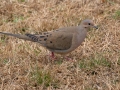 Mourning Dove - Yard Birds - Clarksville - Montgomery County, Tennessee, Jan 16, 2023