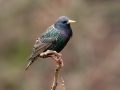 European Starling - Yard Birds - Clarksville - Montgomery County, Tennessee, Jan 16, 2023