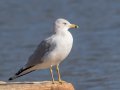 Ring-billed Gull - Liberty Park and Marina, Montgomery, Tennessee, Jan 17, 2023
