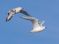 Bonaparte's Gulls - Paris Landing SP--Campground, Henry, Tennessee, Jan 15, 2023