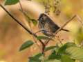 Lincoln\'s Sparrow - Gatling Point Rec Area (36.5575,-87.9038), Stewart, Tennessee, United States, Oct 14, 2024