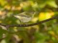 Tennessee Warbler - Gatling Point Rec Area, Stewart, Tennessee, Oct 18, 2024