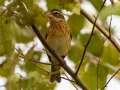 Rose-breasted Grosbeak - Barkley WMA, Stewart County, Tennessee, Sept 30, 2024