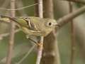 Ruby-crowned Kinglet - 1268 The Trace, Dover US-TN, Stewart County, Tennessee, Sept 28, 2024