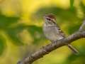 Chipping Sparrow - N South Trail, Dover US-TN 36.52168, -87.91958, Stewart, Tennessee, United States, Oct 2, 2024