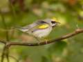 Golden-winged Warbler - 1268 The Trace, Dover US-TN 36.55396, -87.90181, Stewart, Tennessee, United States, Sept 23, 2024