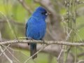 Indigo Bunting -  Barkley Wildlife Management Area - Stewart County - TN, April 20, 2024