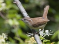 Carolina Wren - Pond Overlook - (Restricted Access), Montgomery  County - TN, May 11, 2024