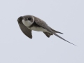 Bank Swallow - Tennessee NWR--Duck River Unit, Humphreys County, TN, June 1, 2024