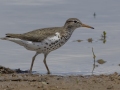 Spotted Sandpiper