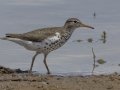 Spotted Sandpiper - Cross Creeks NWR Pool 2 ABC, Stewart County, Tennessee, May 19, 2024