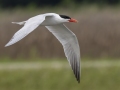 Caspian Tern  - Cross Creeks NWR--Pool 2/ABC, Stewart County, TN, May 25, 2024