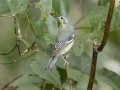 Cerulean Warbler - Gatling Point Rec Area (36.5575,-87.9038), Stewart, Tennessee, United States, June 19, 2024