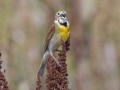 Dickcissel - Tennessee NWR--Duck River Unit--Duck River/Kentucky Lake, Humphreys, Tennessee, United States, May 30 2024