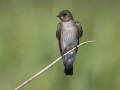 Northern Rough-winged Swallow - Cross Creeks NWR--Area 4, Stewart, Tennessee, United States, May 25, 2024v